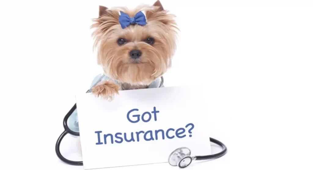 Essential Tips Before Getting Dog Insurance in Australia Essential Tips Before Getting Dog Insurance in Australia