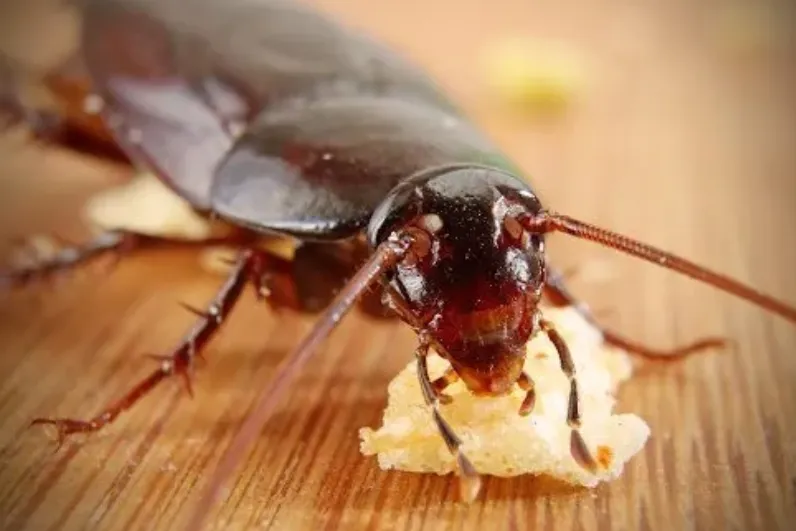 Why are cockroaches commonly found near appliances rather than open spaces? Why are cockroaches commonly found near appliances rather than open spaces